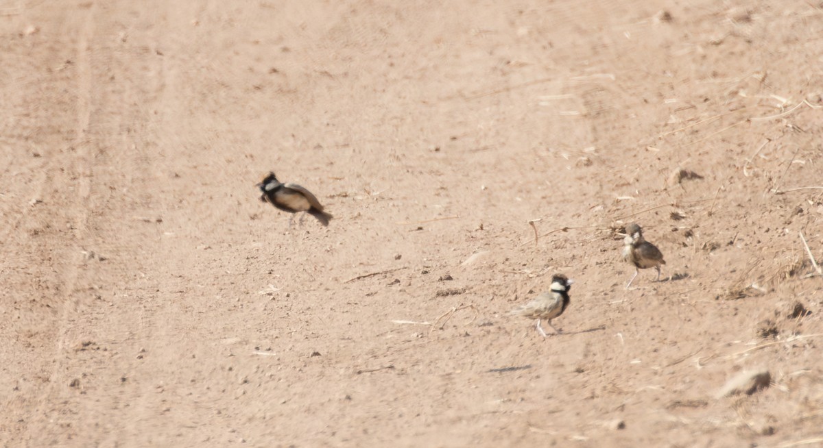 Fischer's Sparrow-Lark - ML643730298