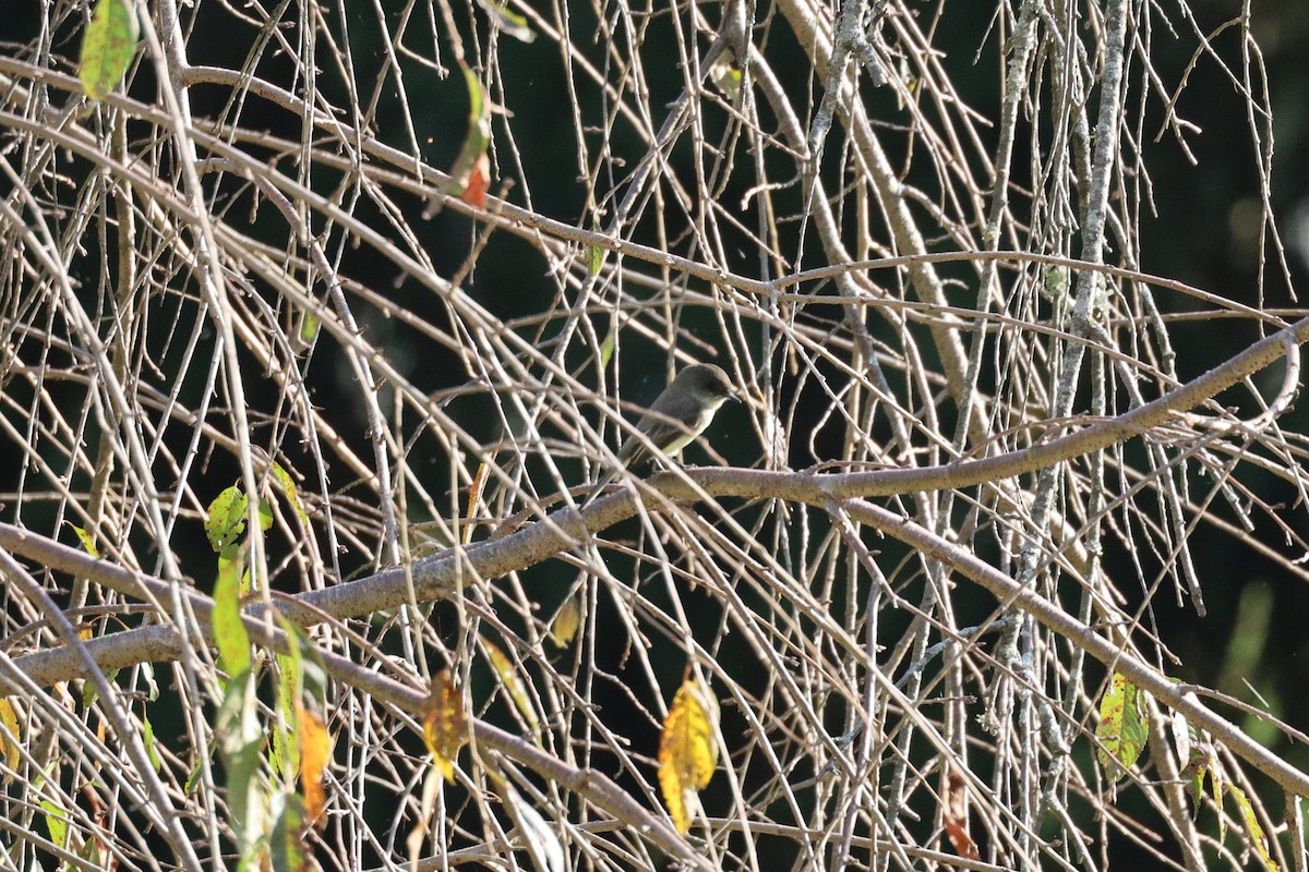 Eastern Phoebe - ML643730305