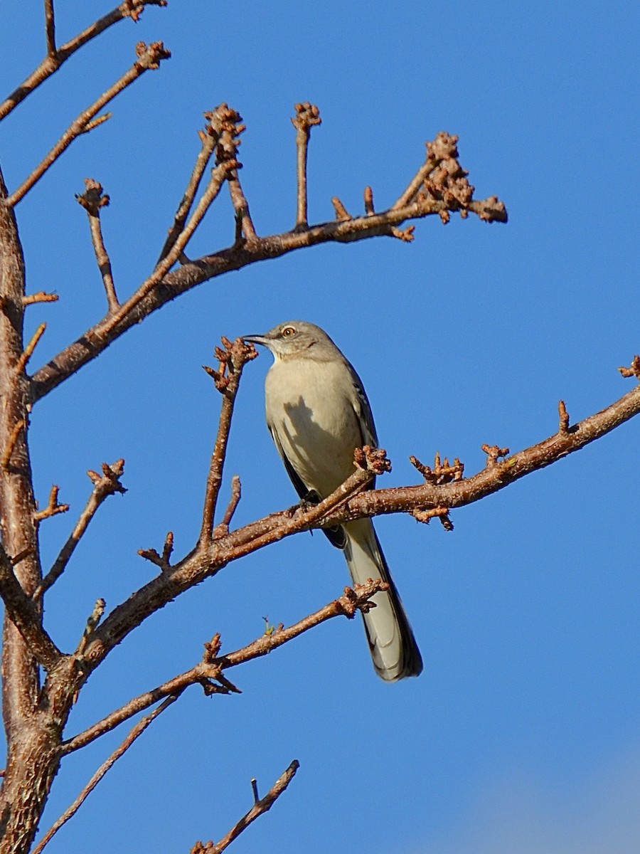 Northern Mockingbird - ML643730307