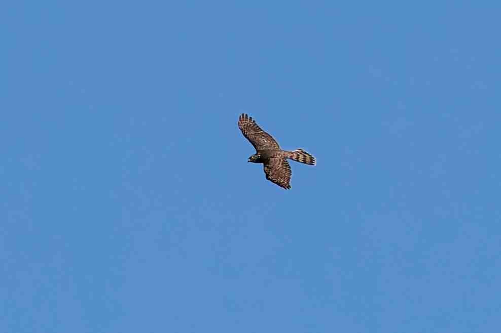Sharp-shinned Hawk - ML643730308