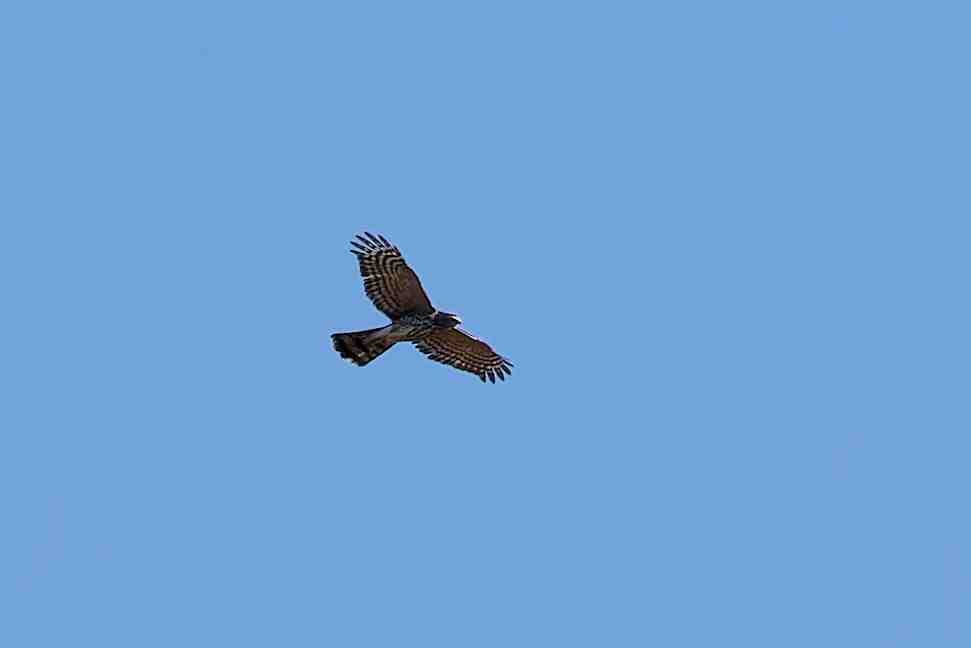 Sharp-shinned Hawk - ML643730309