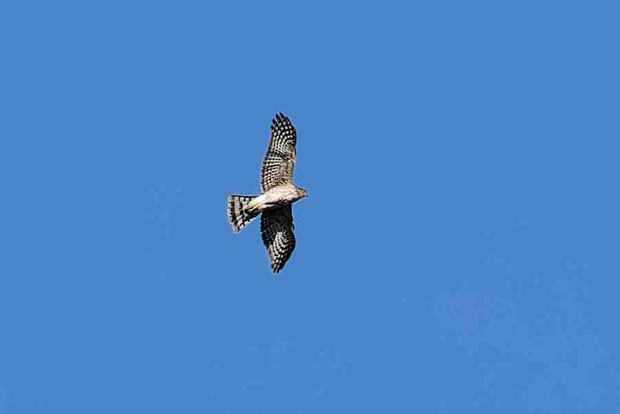 Sharp-shinned Hawk - ML643730310