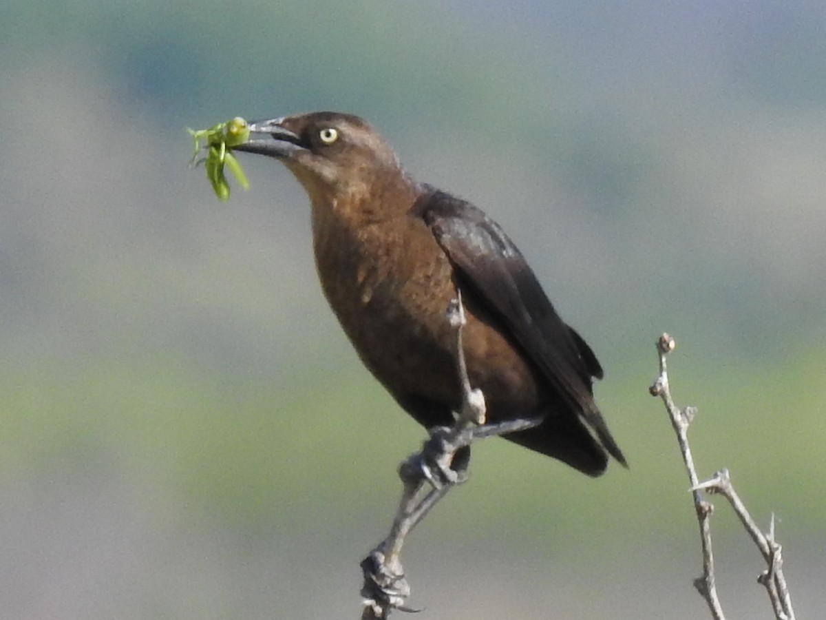 Great-tailed Grackle - ML643730318