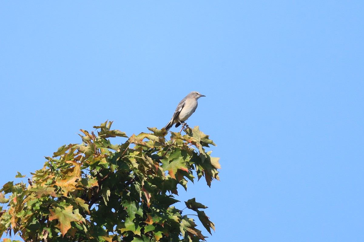 Northern Mockingbird - ML643730326