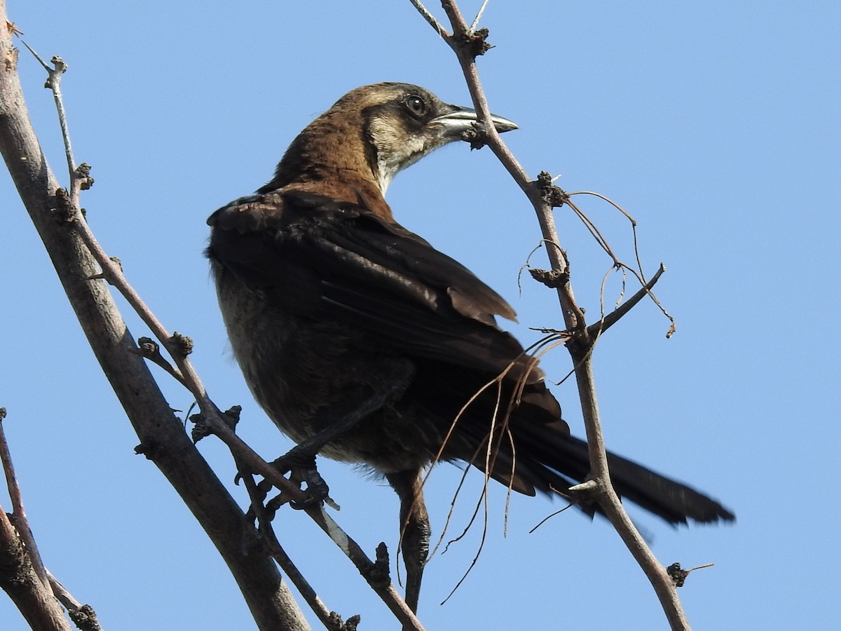 Great-tailed Grackle - ML643730327