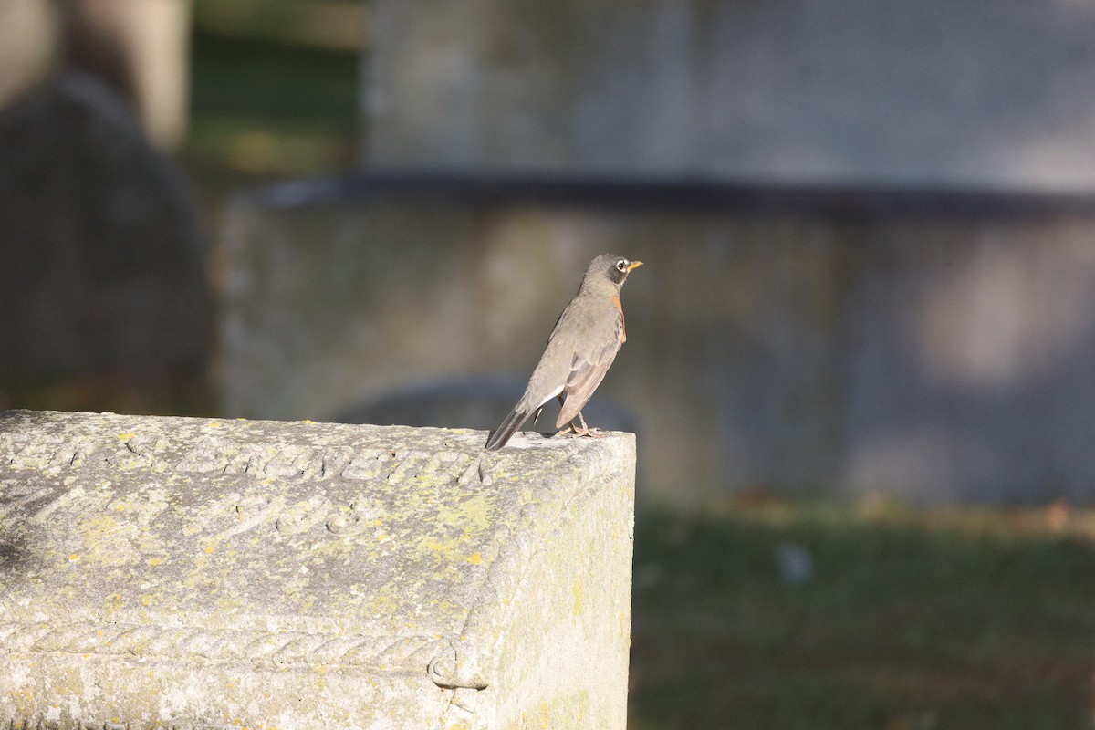 Zozo papargorria - ML643730329