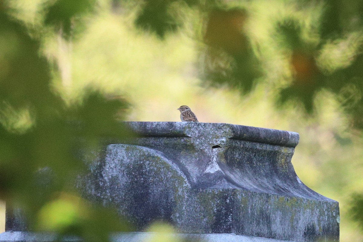 Chipping Sparrow - ML643730335