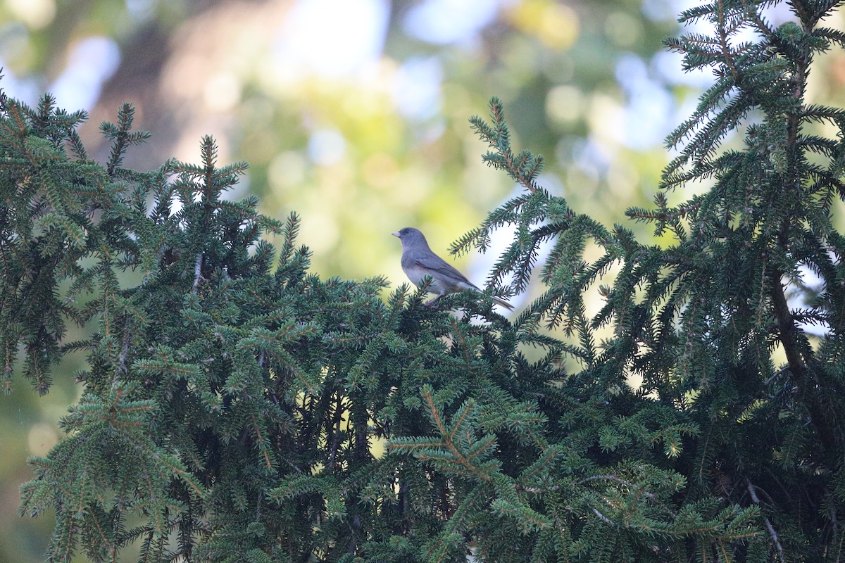 Dark-eyed Junco - ML643730338