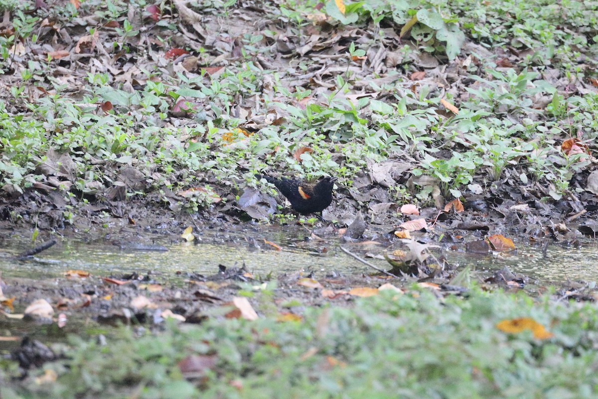 Red-winged Blackbird - ML643730339