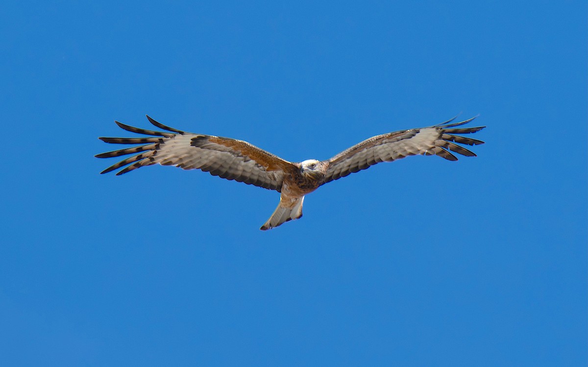 Square-tailed Kite - ML643730340