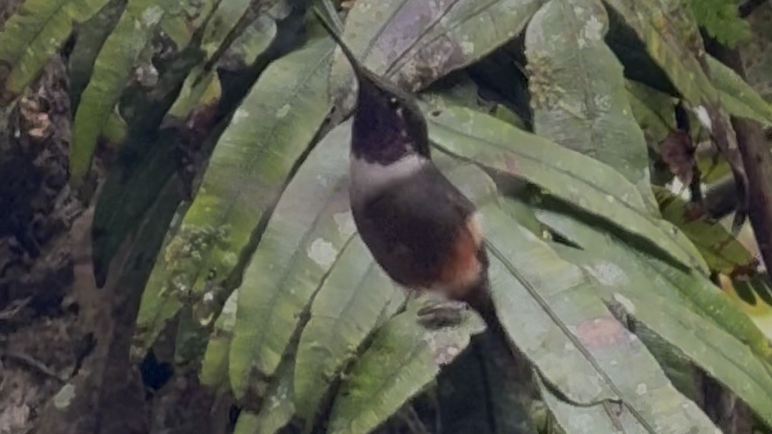 Purple-throated Woodstar - ML643730344