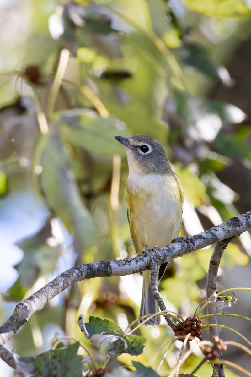 zelenáček brýlový - ML643730345