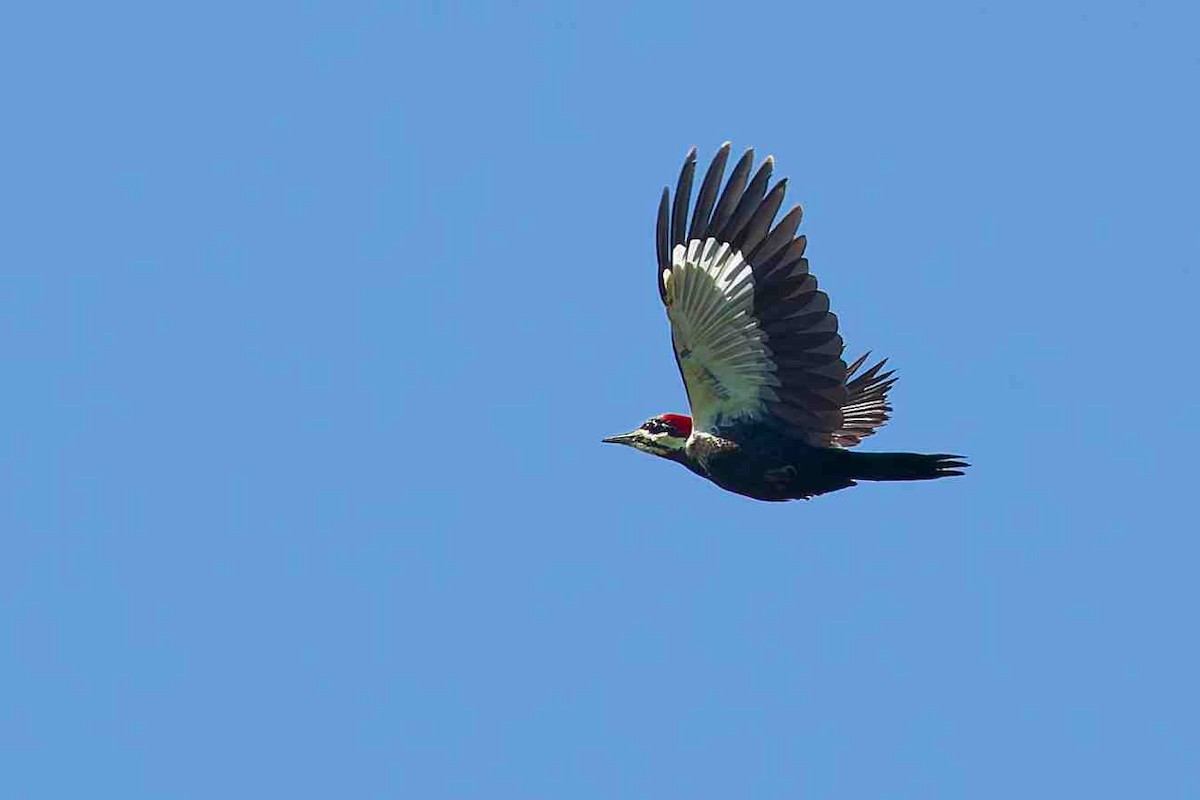 Pileated Woodpecker - ML643730347