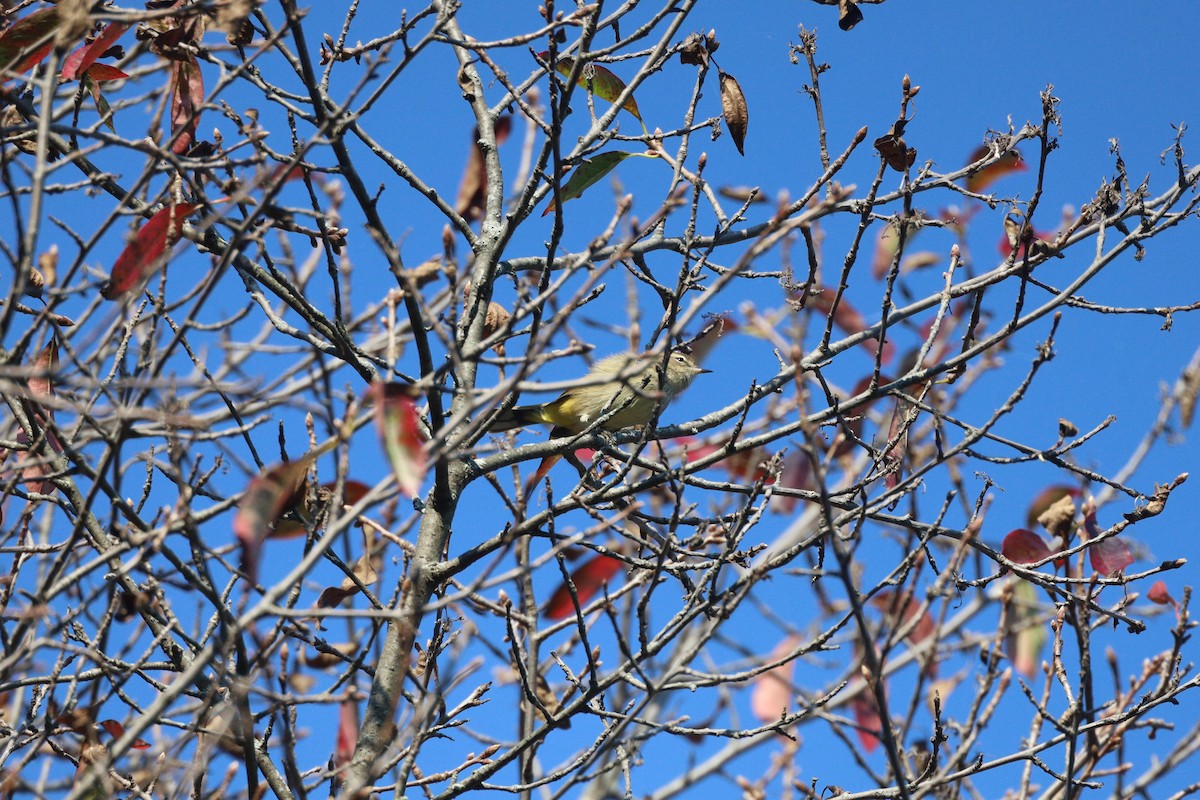 Palm Warbler - ML643730348