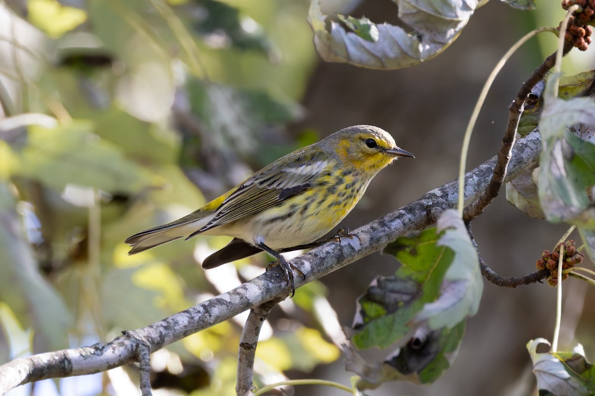 lesňáček skvrnitý - ML643730351