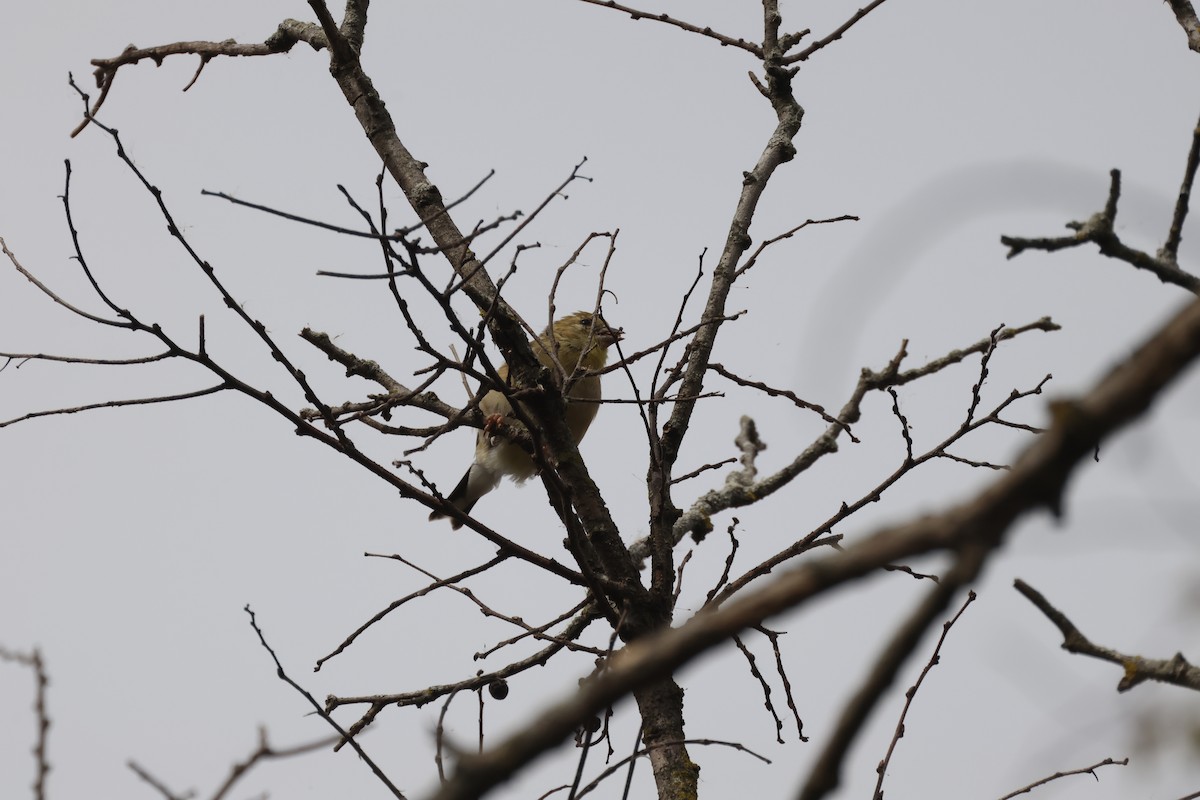 American Goldfinch - ML643730353