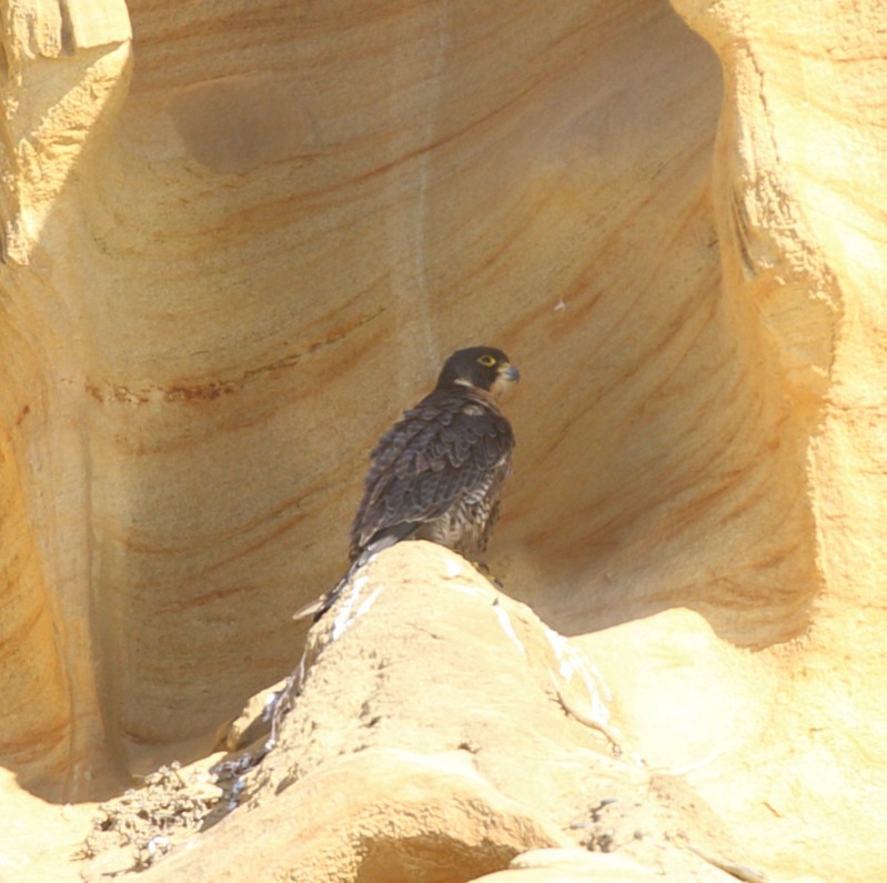 Faucon pèlerin - ML643730362