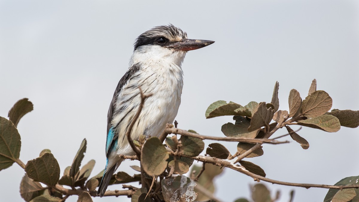 Striped Kingfisher - ML643730372