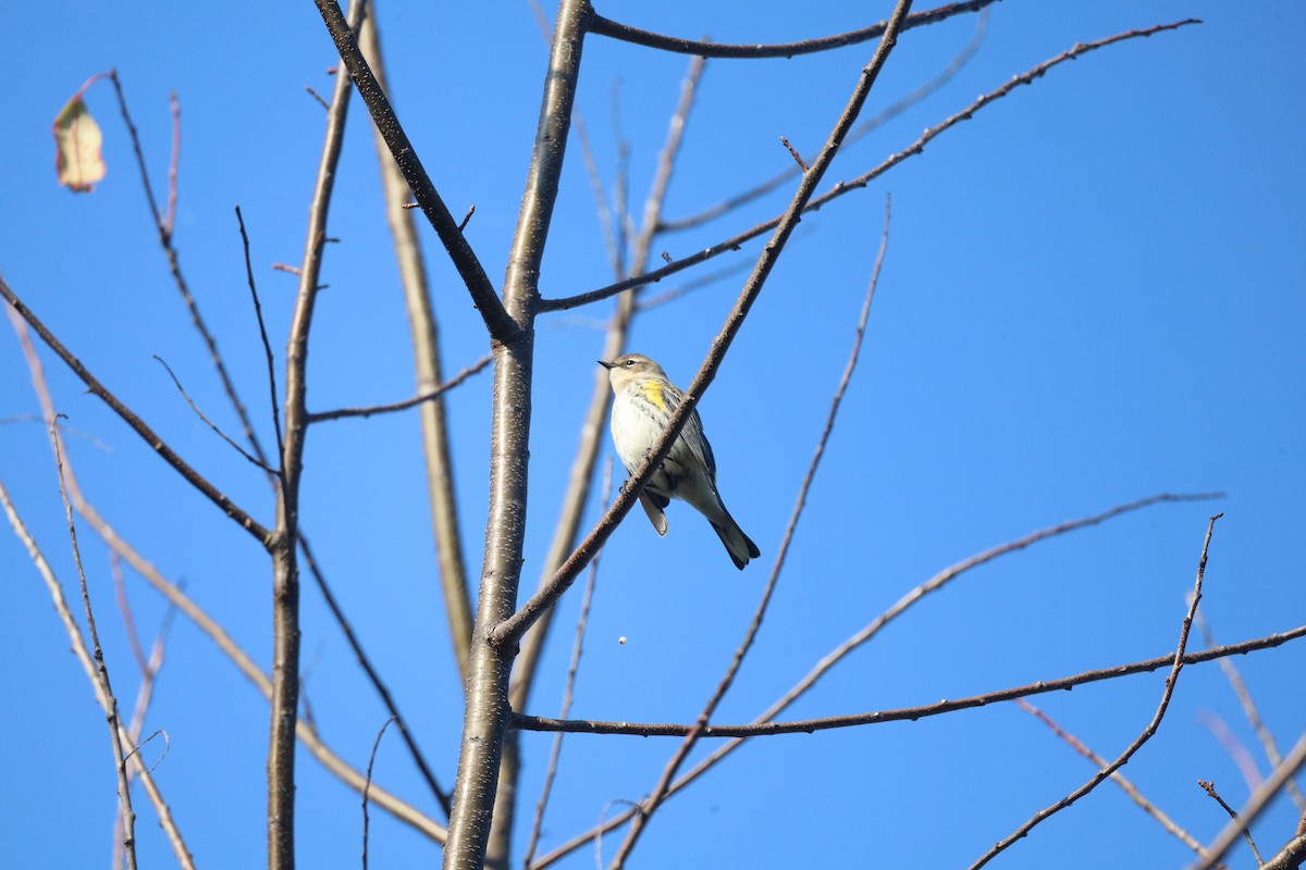 Yellow-rumped Warbler - ML643730374