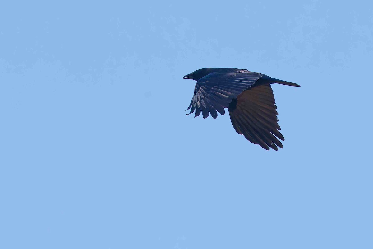 American Crow - ML643730380