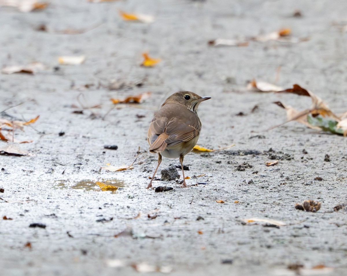 Grive solitaire - ML643730410