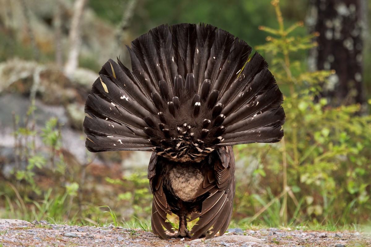 Basoilarra - ML643730417