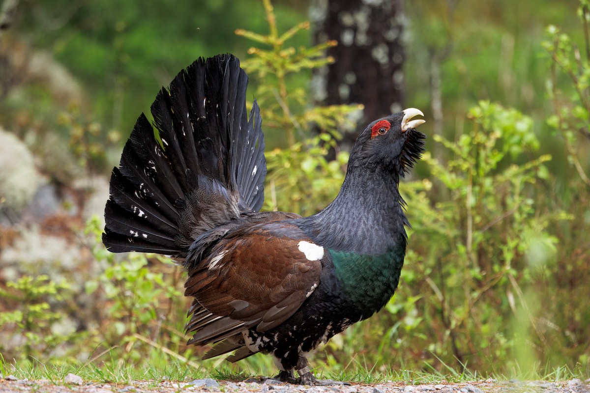 Basoilarra - ML643730418