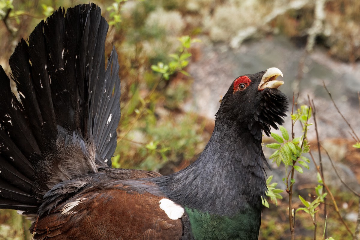 Basoilarra - ML643730419