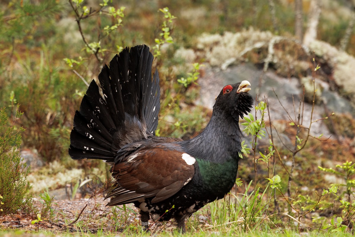 Basoilarra - ML643730420