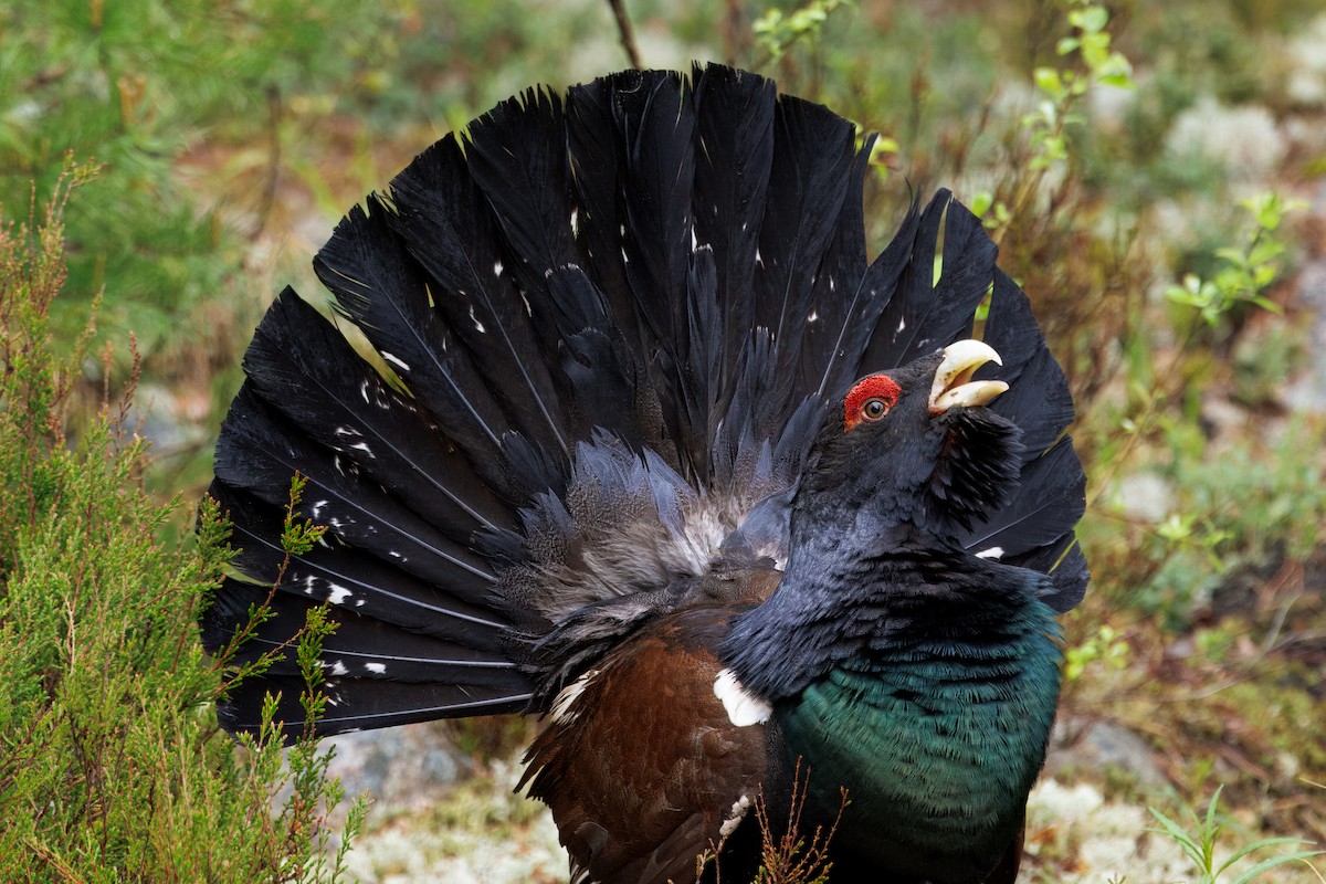 Basoilarra - ML643730421