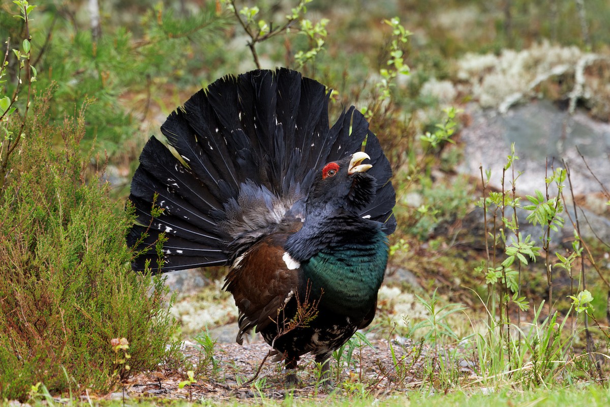 Basoilarra - ML643730422