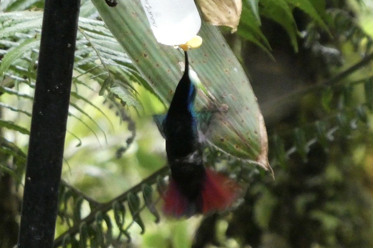 Black-throated Mango - ML643730430