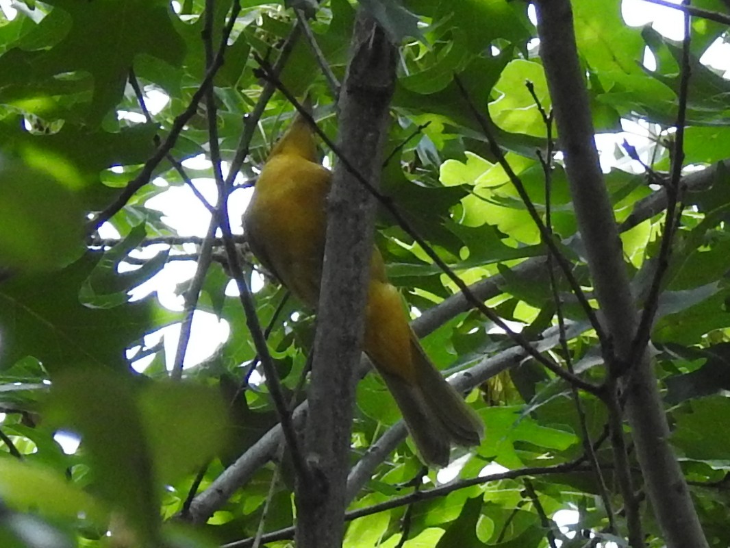 Summer Tanager - ML643730438