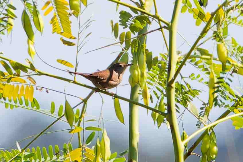 Northern House Wren - ML643730441