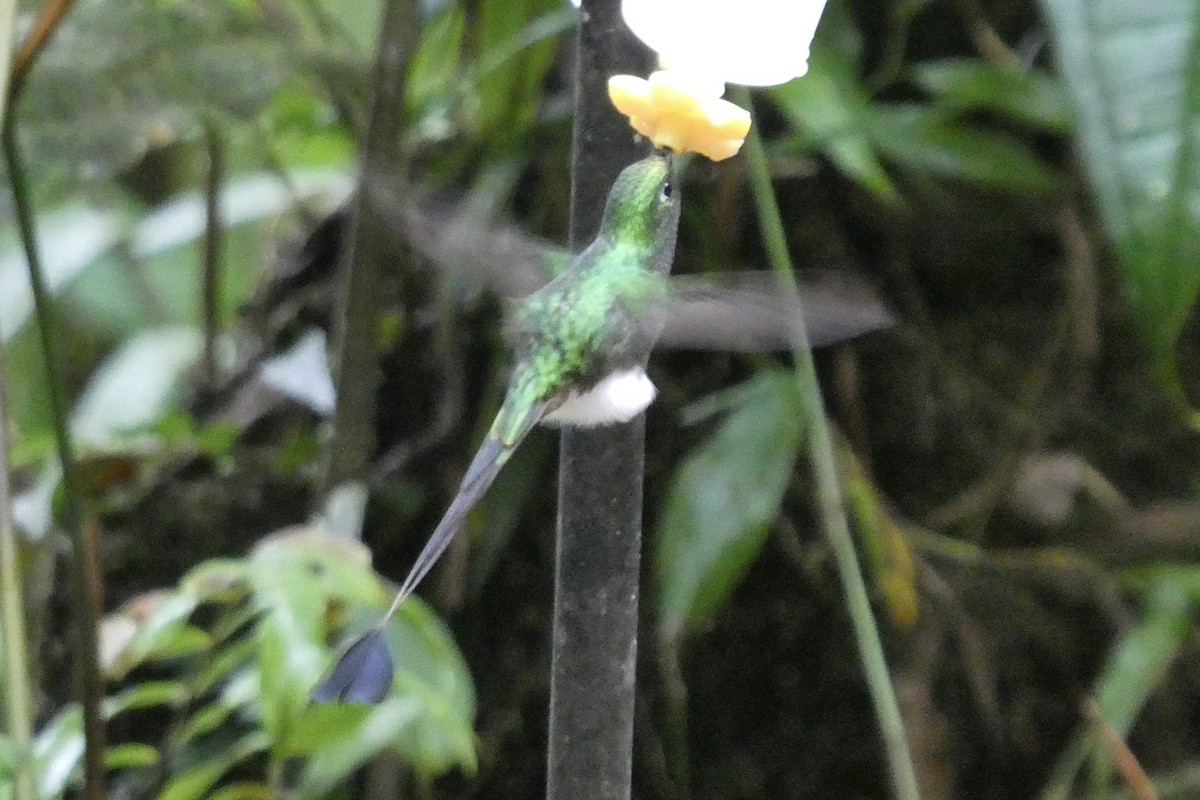 White-booted Racket-tail - ML643730456
