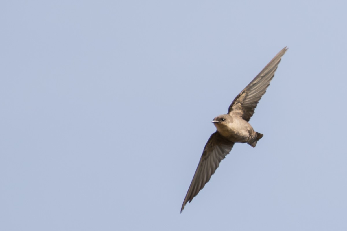 Plain Martin - ML643730480