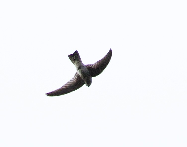 White-rumped Swiftlet - ML643730487