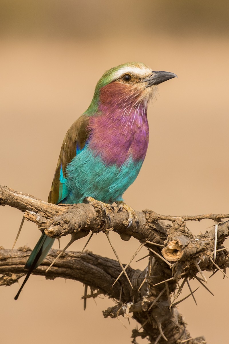 Lilac-breasted Roller - ML643730490