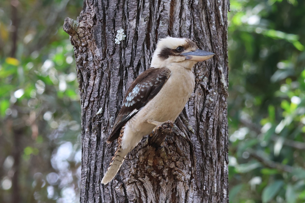 Laughing Kookaburra - ML643730491