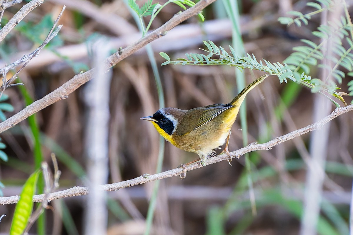 Common Yellowthroat (trichas Group) - ML643730503