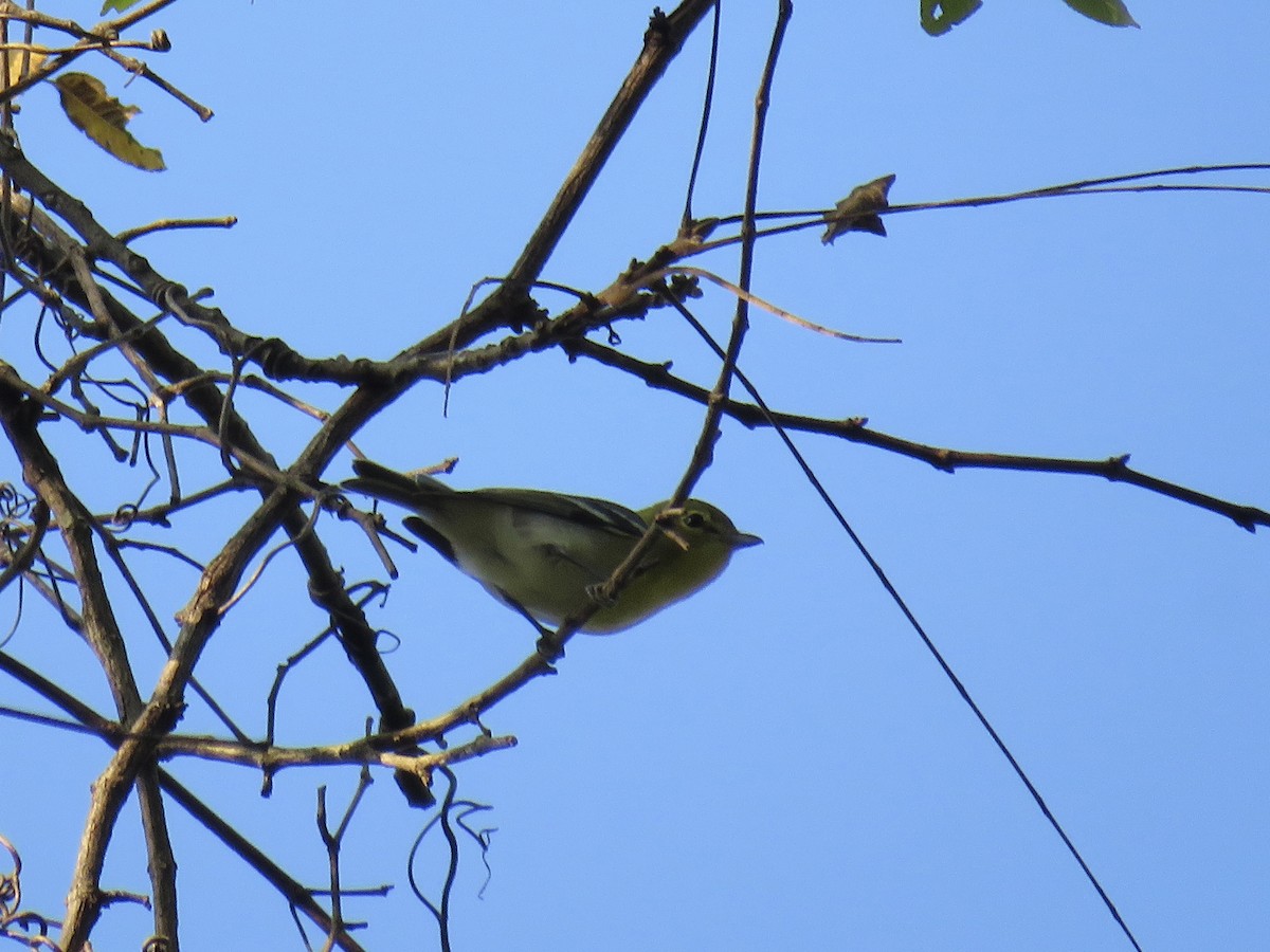 Yellow-throated Vireo - ML643730516