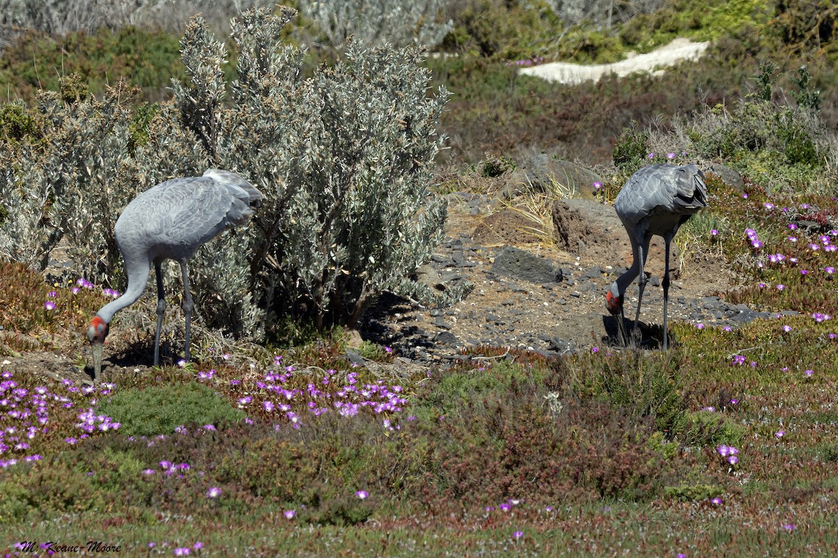 Brolga - ML643730519