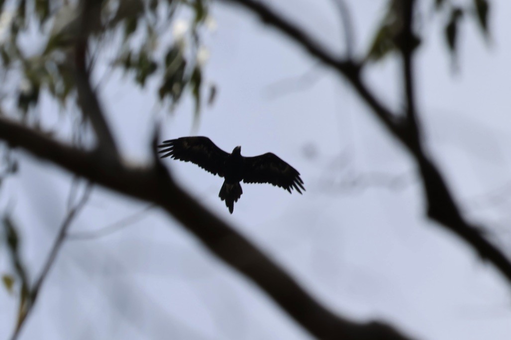 Wedge-tailed Eagle - ML643730522