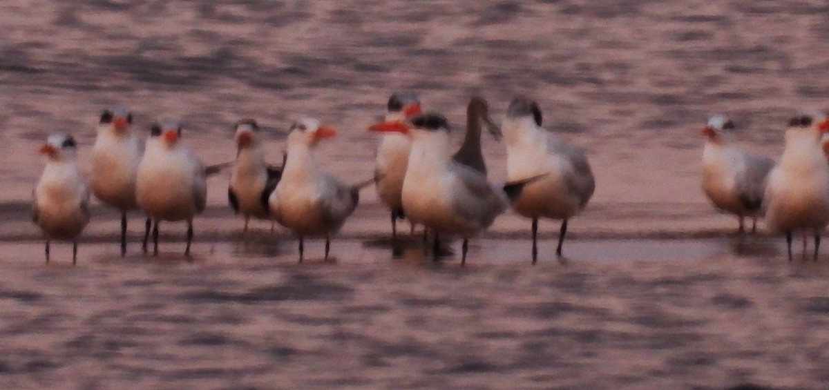 Black Skimmer - ML643730534