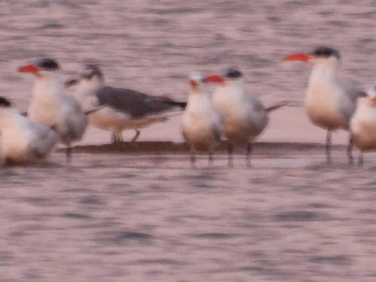 Laughing Gull - ML643730538