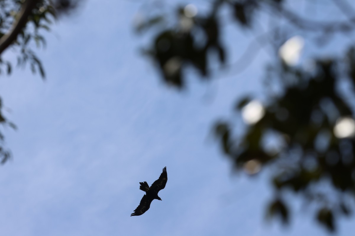 Wedge-tailed Eagle - ML643730540