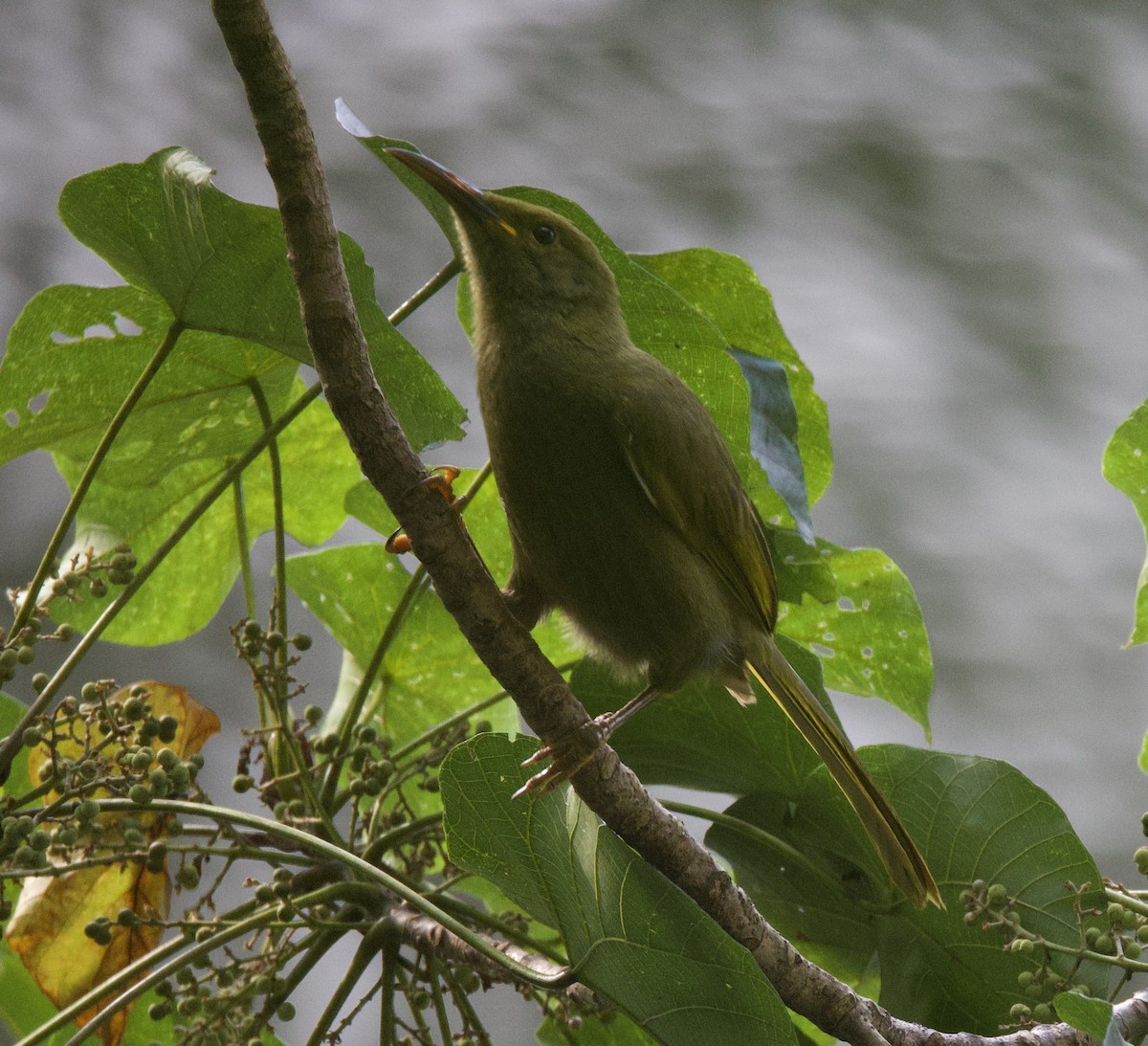 Méliphage de Viti Levu - ML643730560