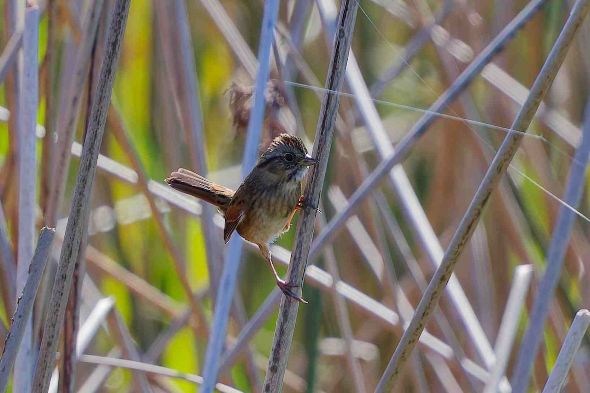 Swamp Sparrow - ML643730567