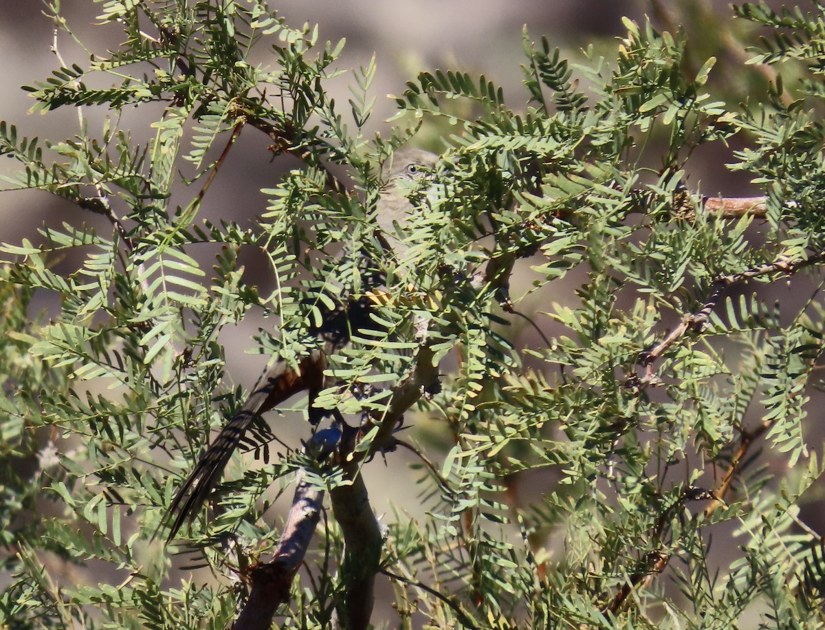 Crissal Thrasher - ML643730581