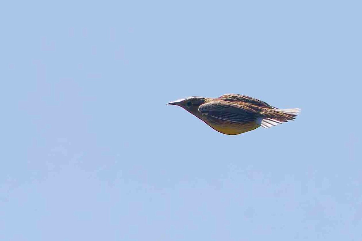 Eastern Meadowlark - ML643730582